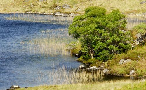 Scenic view of lake against trees