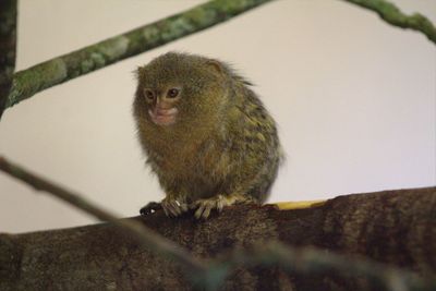 Close-up of monkey