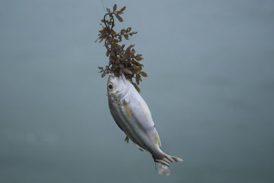 Close-up of fish swimming in sea