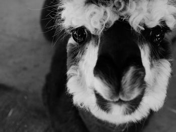 Close-up portrait of horse