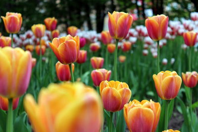 Close-up of orange tulips blooming in park