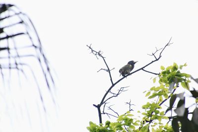 Low angle view of bird perching on plant against sky