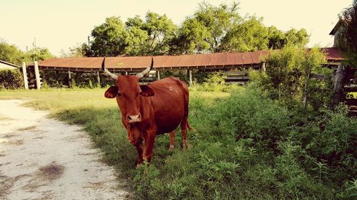 Cow standing on grassy field against sky