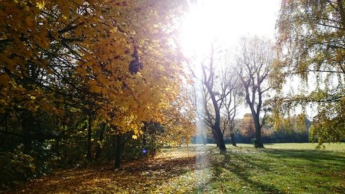 Sun shining through trees