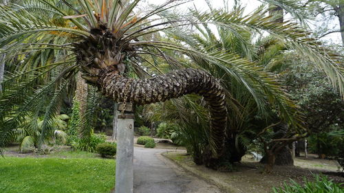 Palm trees against plants