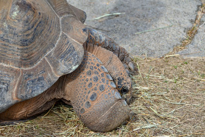 Close-up of tortoise on grass