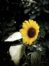 Close-up of yellow flowering plant