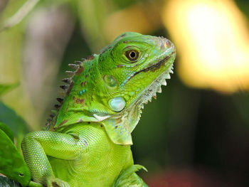 Close-up of lizard