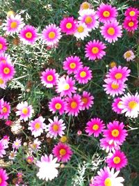 High angle view of flowers blooming on field