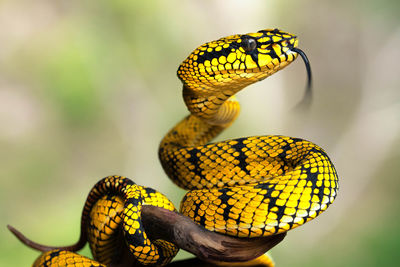 Yellow viper snake in close up