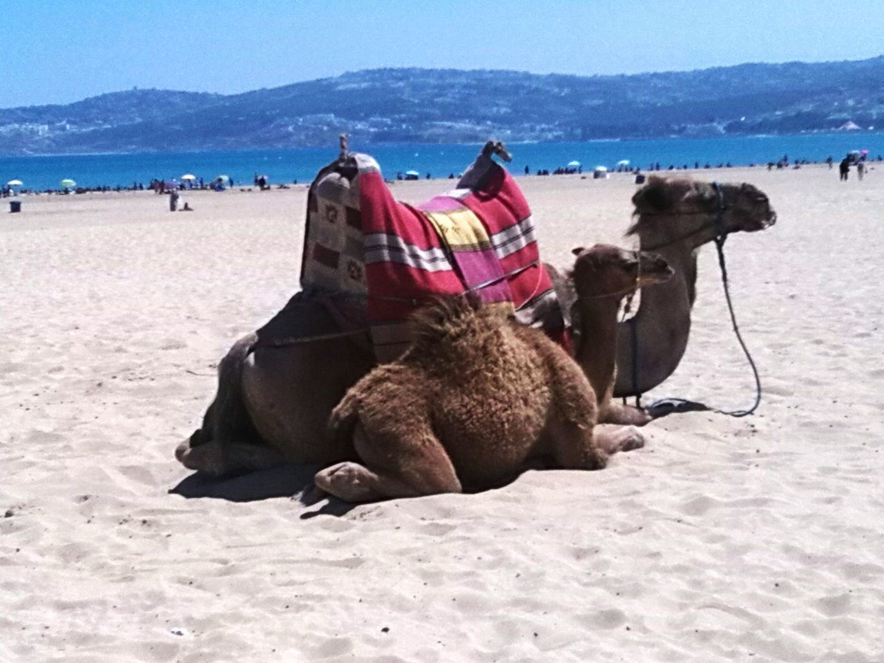 Camellos