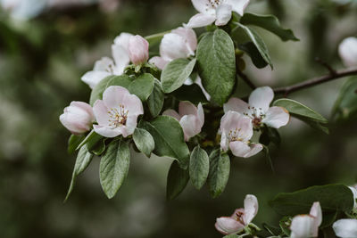 Close-up of white flowering plant