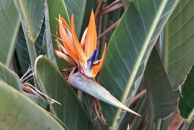 Close-up of bird perching on plant