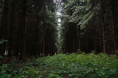 Trees in forest