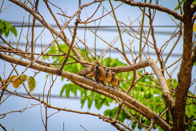 Low angle view of squirrel on tree