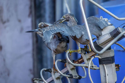 Close-up of bird perching on metal