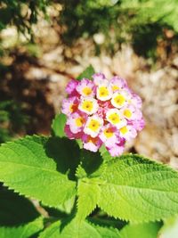 Close-up of pink rose blooming in park