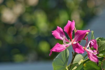 Close-up of pink flowering plant