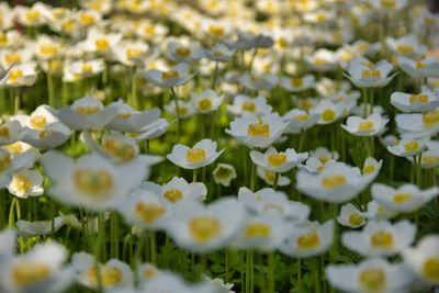 Close-up of white flowering plants