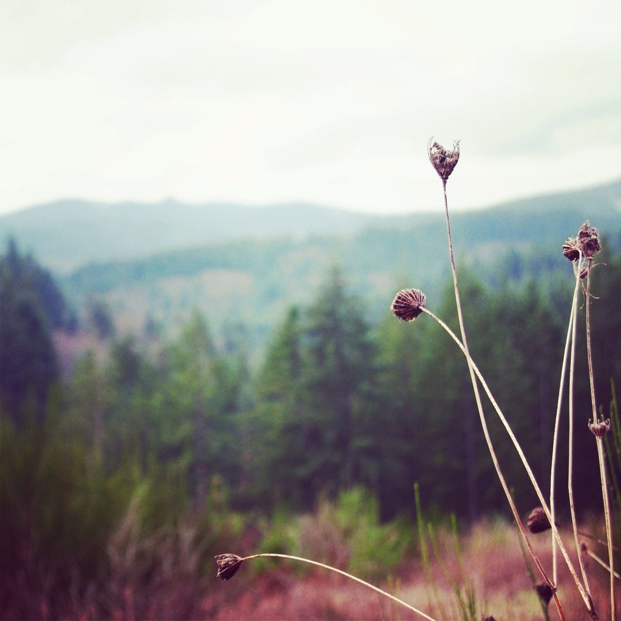 focus on foreground, growth, nature, beauty in nature, sky, red, plant, tranquility, mountain, tranquil scene, landscape, close-up, flower, stem, day, tree, scenics, selective focus, outdoors, field