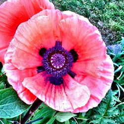 Close-up of red flower