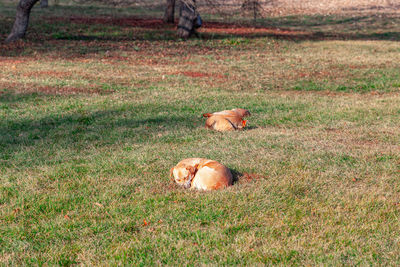 High angle view of dog on grassy field