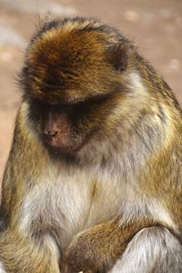 Close-up of a monkey looking away