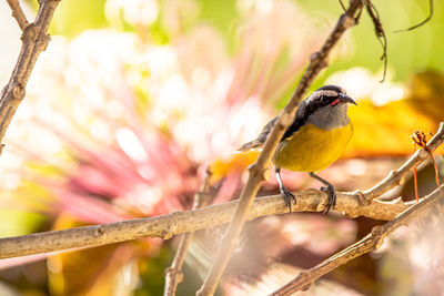 Close-up of bird perching on branch