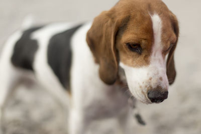 Close-up portrait of dog