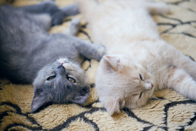 Close-up of two tired cats napping on the carpet