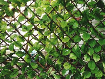 Full frame shot of ivy growing on tree