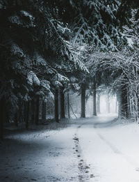 Snow covered road amidst trees in forest