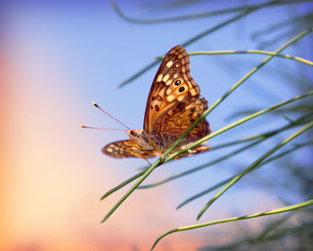 Close-up of butterfly on leaf