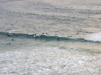 Flock of birds in the sea