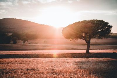 Trees on field against bright sun