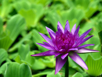 Close-up of purple flower blooming outdoors