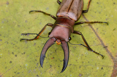 Close-up of stag beetle on leaf