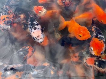 High angle view of koi carps and goldfish swimming in pond