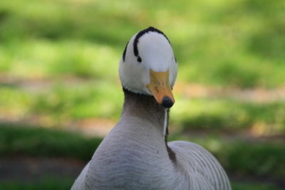 Close-up of swan