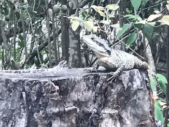 View of lizard on tree