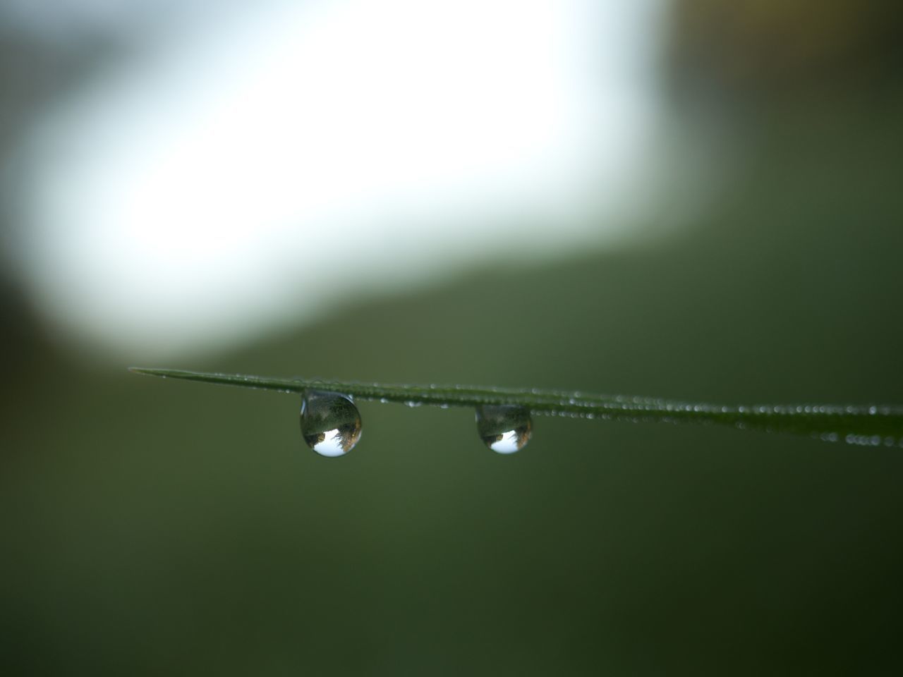 CLOSE-UP OF RAINDROPS ON LEAF