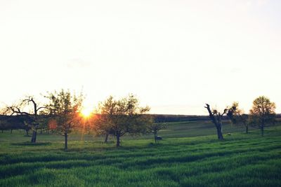 Trees on field against clear sky during sunset