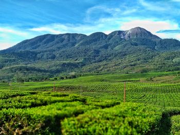 Scenic view of agricultural field against sky