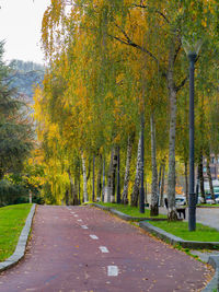 Street amidst trees in park during autumn