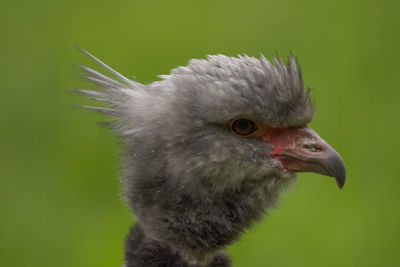 Close-up of a bird