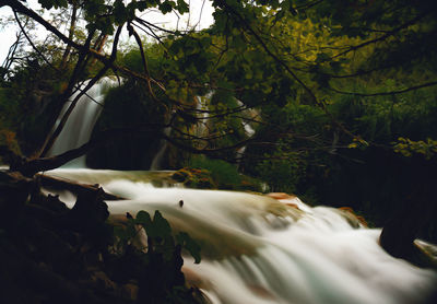 Scenic view of forest