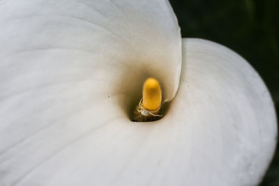 Close-up of white flower plant
