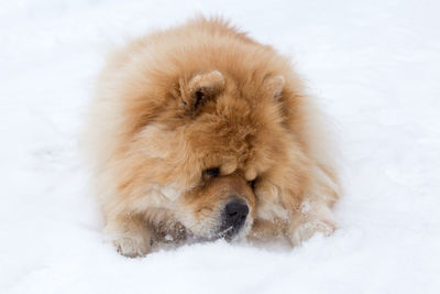 Large reddish blond chow chow lying down in fresh snow 