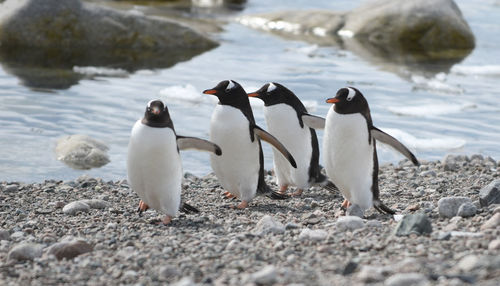 Penguins walking at beach