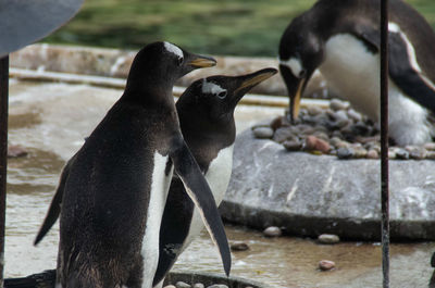 Close-up of penguins 